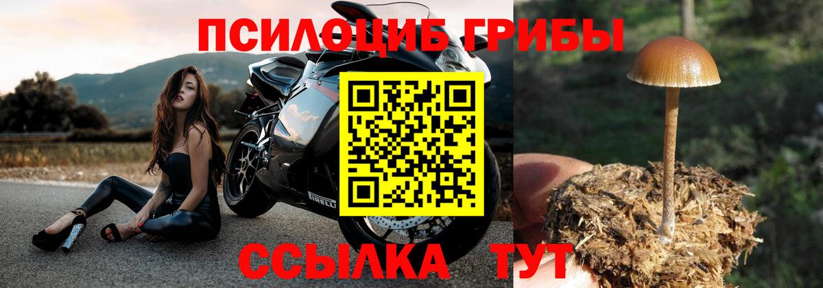 Псилоцибиновые грибы Psilocybe Долгопрудный