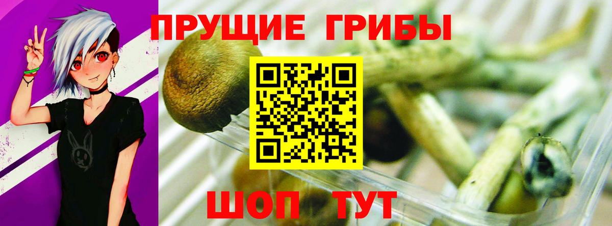 Долгопрудный  Галлюциногенные грибы Psilocybine cubensis  Вход с VPN 